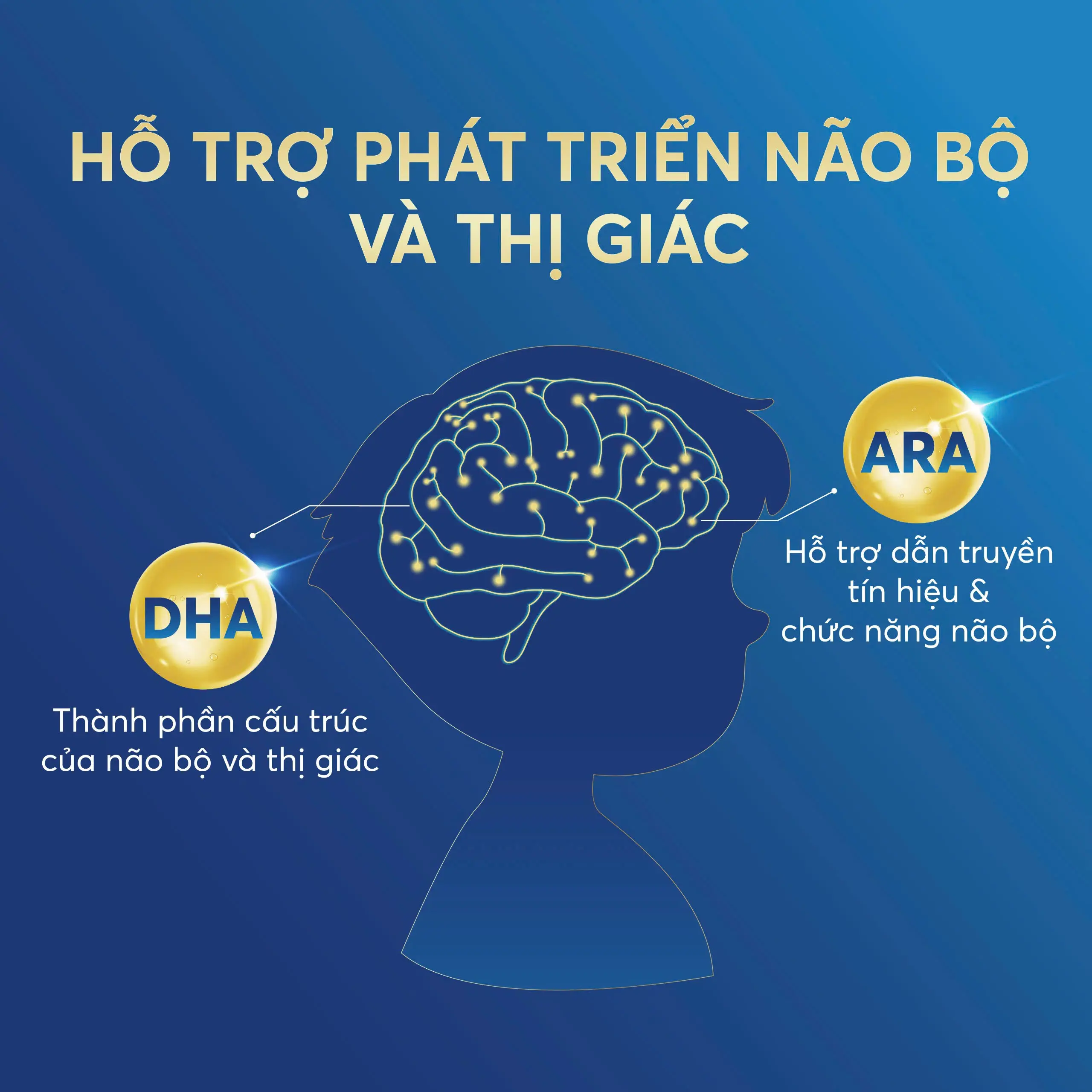 Với hàm lượng giàu DHA và ARA, sữa Alphagen Pháp số 2 giúp bé trên 1 tuổi hoàn thiện chức năng não bộ, để bé sáng dạ, thông minh.